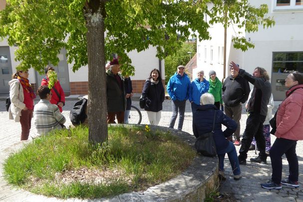 Baumpfleger Christof Linhuber erklärt spannende Fakten zu den Stadtbäumen; Foto: Bernhard Schinner