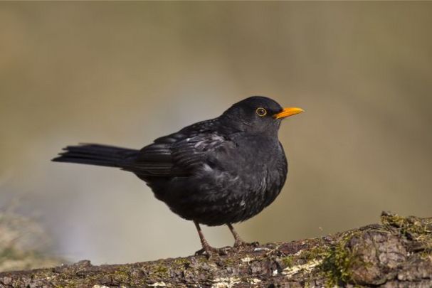 Amsel, Turdus merula; Foto: Marcus Bosch