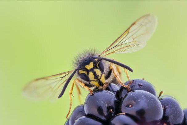 Die Gemeine Wespe (Vespula vulgaris) von ganz nahem; Foto: Christoph Bosch