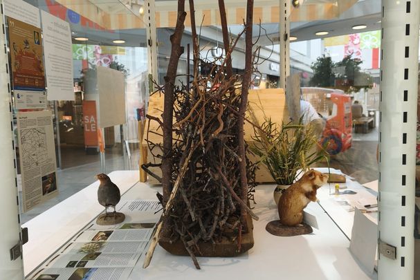 Wildtiere im Schaukasten im Neuen Markt; Foto: Sigrid Schindler