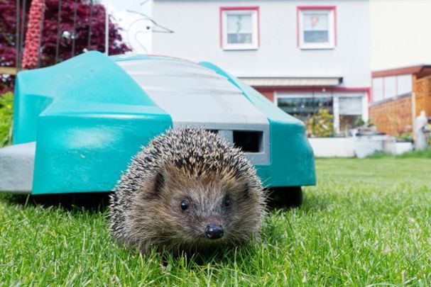 Mähroboter sind eine große Gefahr für Igel; Foto: Kerstin Ellersdorfer