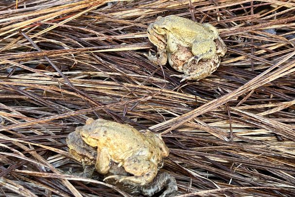 Huckepack geht's ab zum Laichgewässer - die Weibchen tragen die Männchen; Foto: Anja Keil